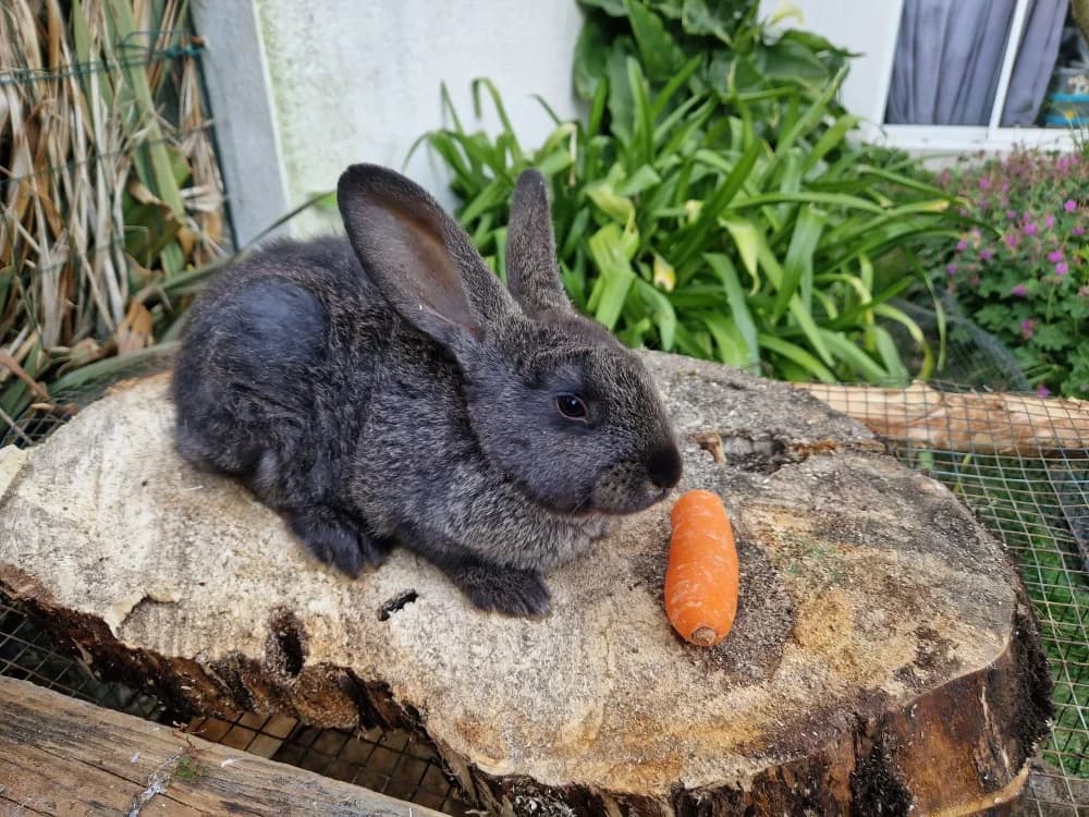 Grisette, female mixed breed for adoption at SPA Château-d'Olonne