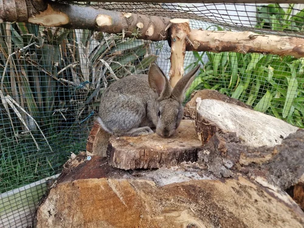 Angèle, female mixed breed for adoption at SPA Château-d'Olonne — photo 2 of 2