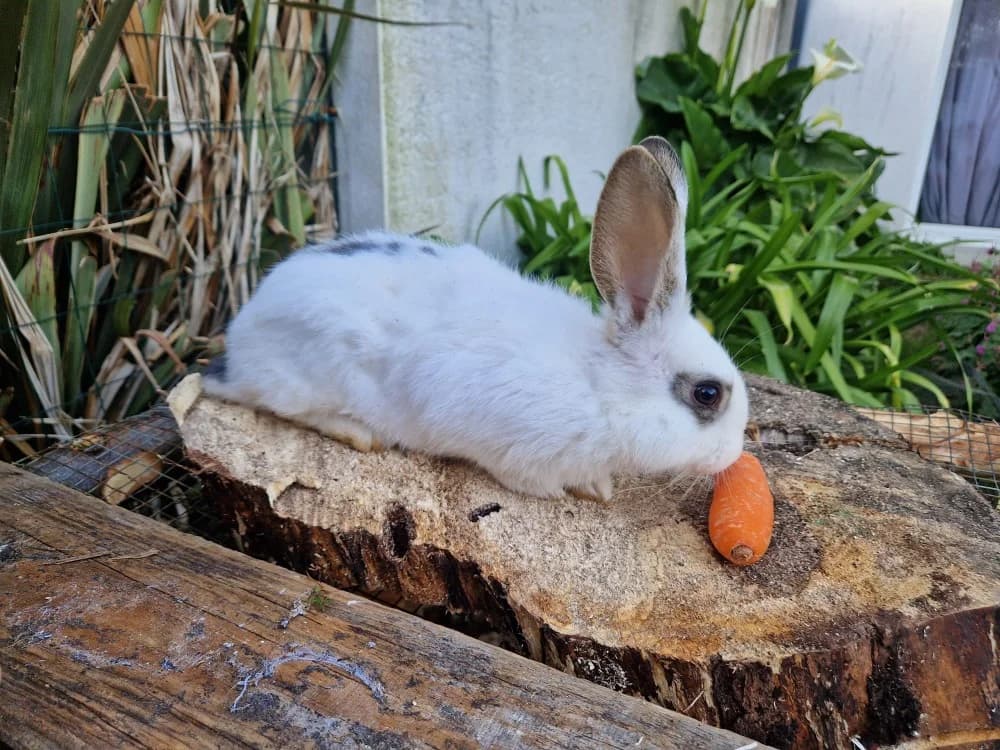 Oréo, female mixed breed for adoption at SPA Château-d'Olonne