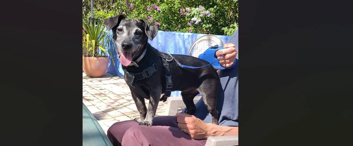 CHARLOTTE, female senior Dachshund for adoption at Maison SPA), Niort