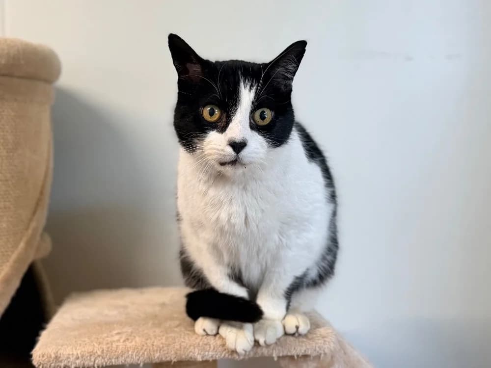 FRIMOUSSE, male senior mixed breed for adoption at SPA Cluses, Cluses