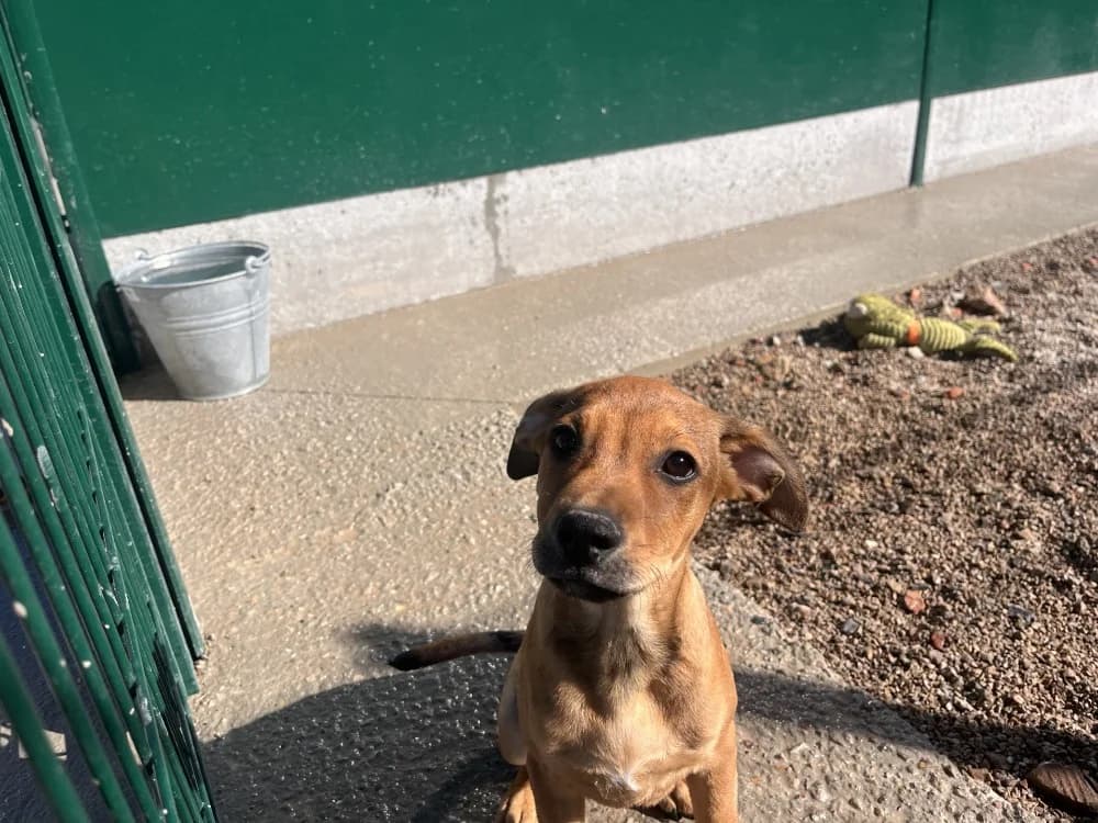 T'LOU, male Mixed Breed for adoption at SPA France, Paris