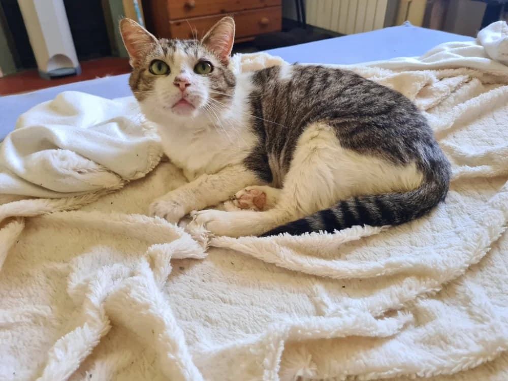 UNICORN, male 3yo mixed breed for adoption at Maison SPA), Niort
