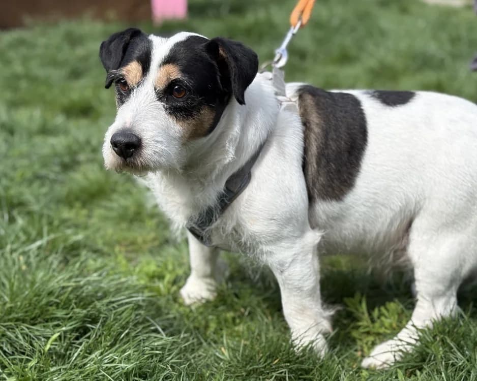 OSLO, male Jack Russell Terrier for adoption at Bouguenais), Nantes