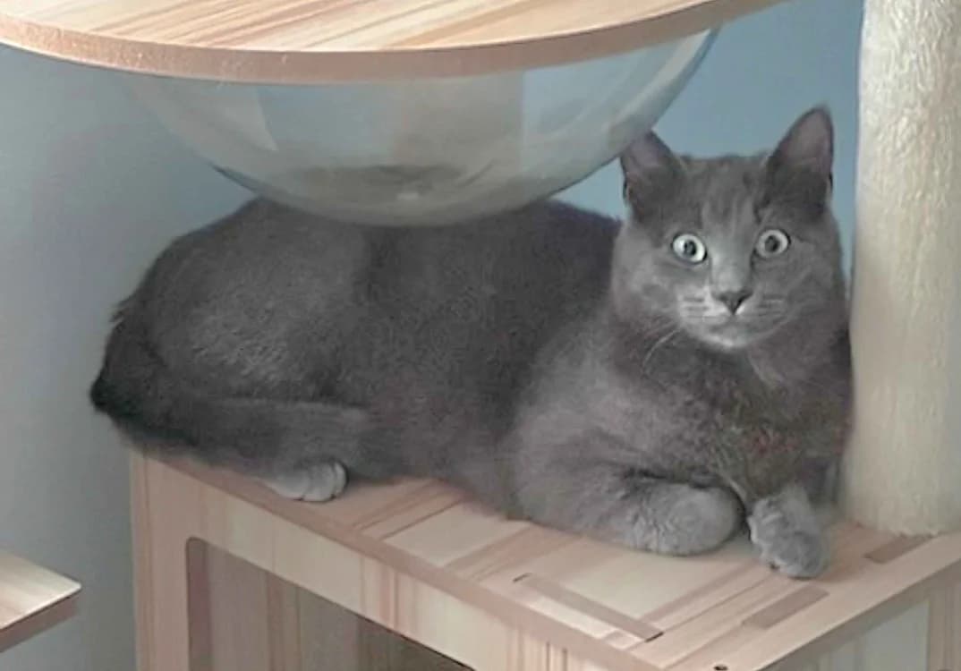 BALOO, male mixed breed for adoption at SPA Crozon, Crozon