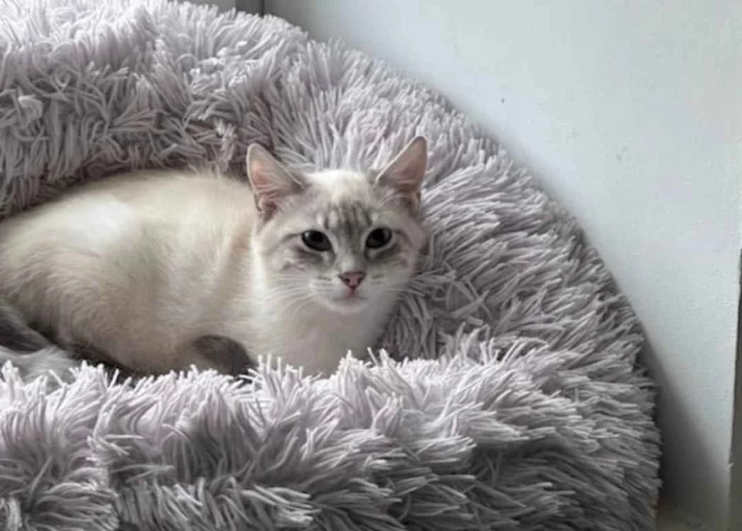 BUENO, male mixed breed for adoption at SPA Crozon, Crozon