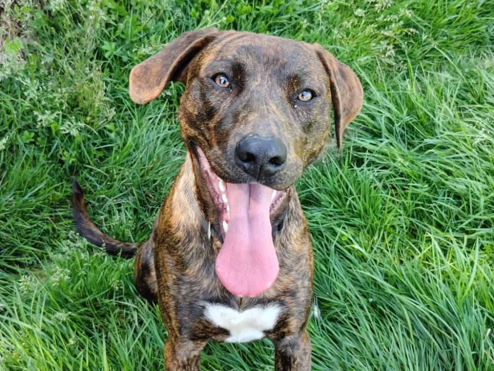DOMINO, male Mixed Breed for adoption at SPA Beaurepaire-en-Bresse, Beaurepaire