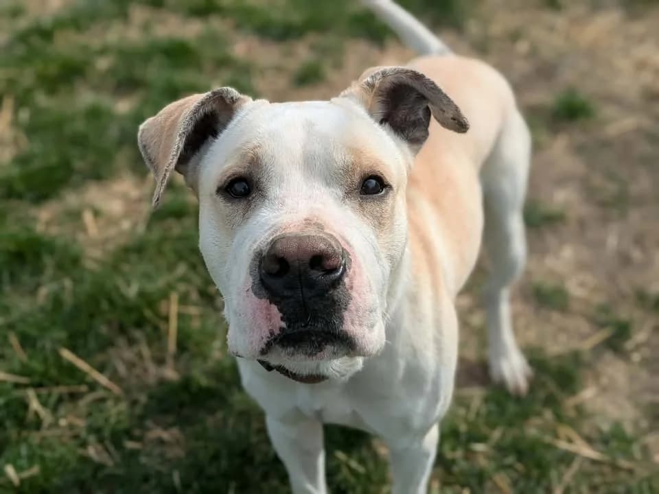 SKYZ, male 3yo Cane Corso for adoption at Amiens), Poulainville