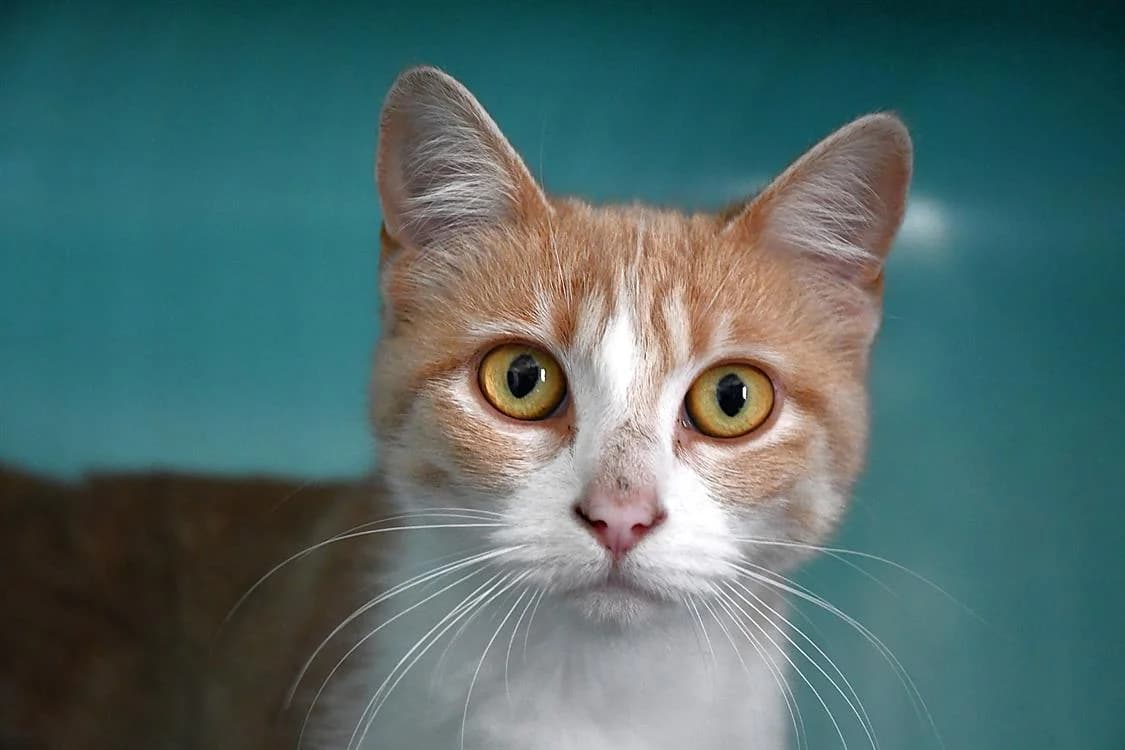 CHOUPI, female mixed breed for adoption at SPA France, Paris