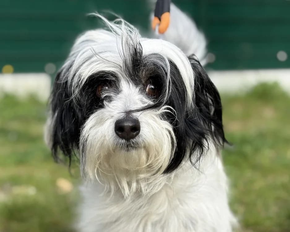 mickey, white_cream male Jack Russell Terrier for adoption at Vallerargues), Ales
