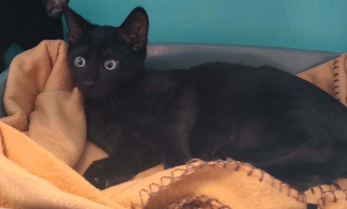 SHADOW, male young mixed breed for adoption at SPA Le Mans (Yvré-L'Évêque)