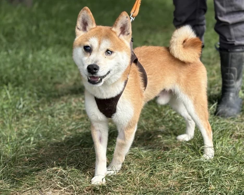 MHONO, male senior Shiba Inu for adoption at SPA Gennevilliers (Grammont), Gennevilliers
