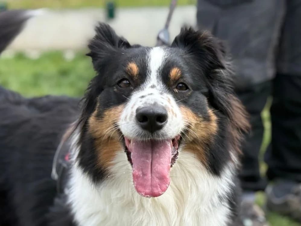 SUNDAY, Australian Shepherd (Maison SPA))