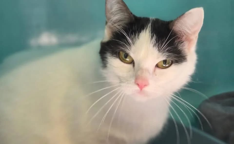 PEACH, female mixed breed for adoption at SPA Gennevilliers (Grammont), Gennevilliers