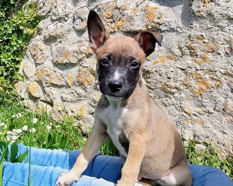 ALFA adoption en cours, Mixed Breed (SPA La Roche-sur-Yon)