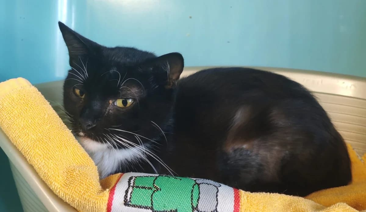 MABOUYA, male mixed breed for adoption at SPA Gennevilliers (Grammont), Gennevilliers