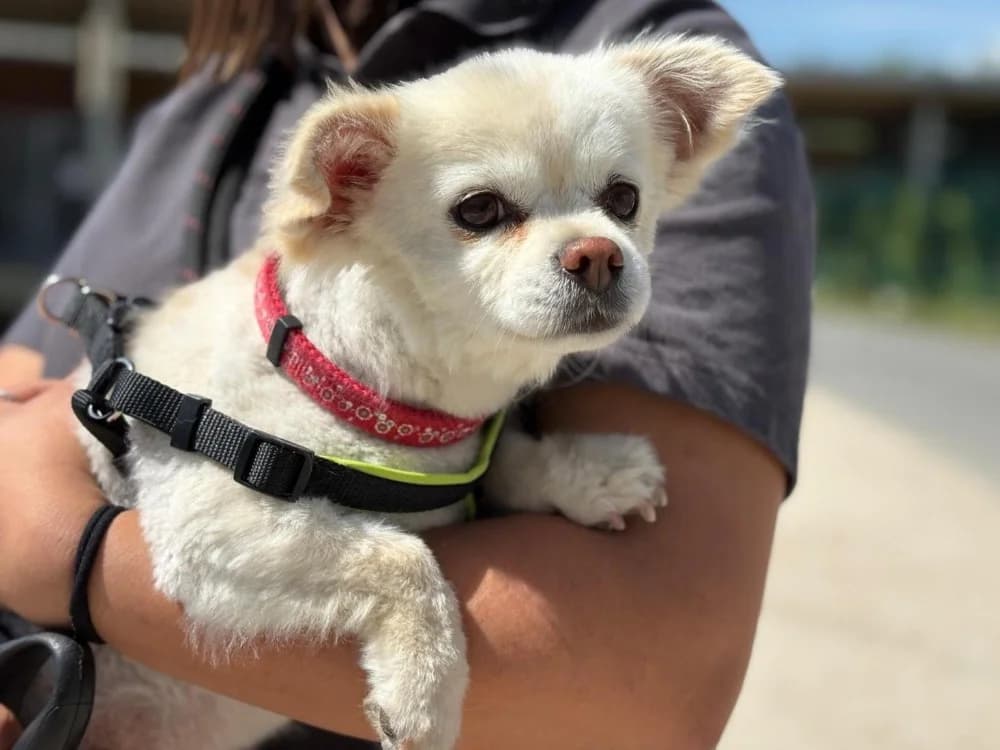 MILOU, male Chihuahua for adoption at SPA Gennevilliers (Grammont), Gennevilliers