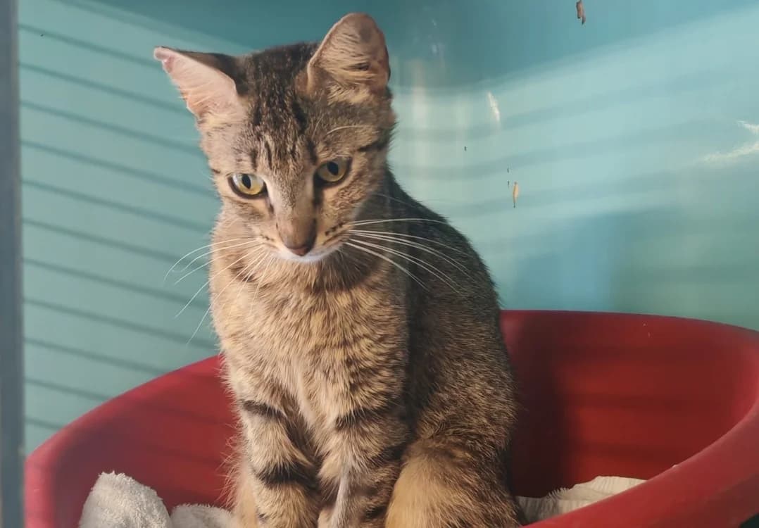 MAMA SITA, female mixed breed for adoption at SPA Gennevilliers (Grammont), Gennevilliers