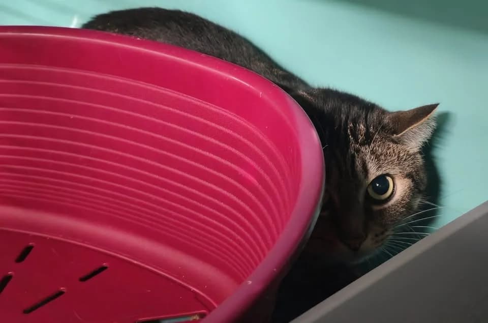 KIRA, female 5yo mixed breed for adoption at SPA Gennevilliers (Grammont), Gennevilliers