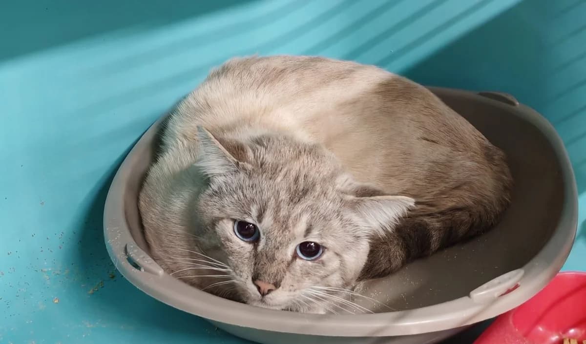 GRISETTE, female young Siamese for adoption at SPA Gennevilliers (Grammont), Gennevilliers