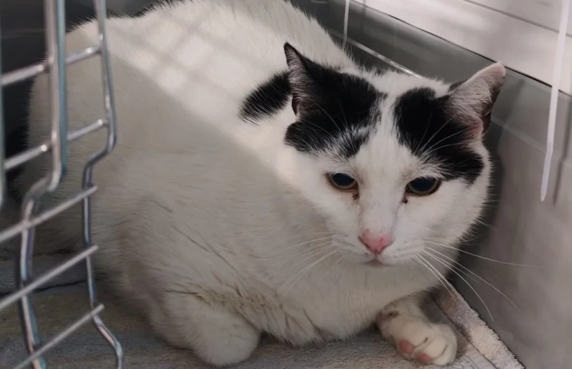 EGAMIN, male senior mixed breed for adoption at SPA Gennevilliers (Grammont), Gennevilliers