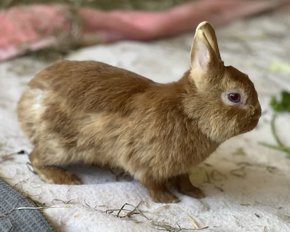 MARIO, male Mixed Breed for adoption at SPA Gennevilliers (Grammont), Gennevilliers