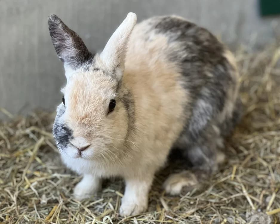 PISSENLIT, female Mixed Breed for adoption at SPA Gennevilliers (Grammont), Gennevilliers