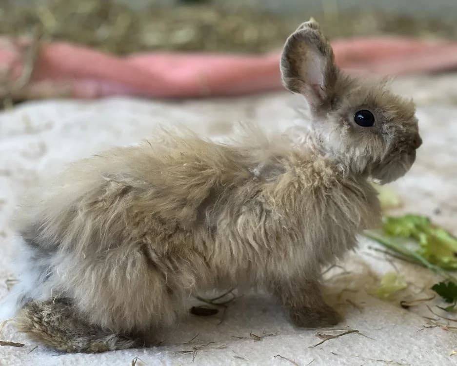 TRICOTTIN, male Mixed Breed for adoption at SPA Gennevilliers (Grammont), Gennevilliers
