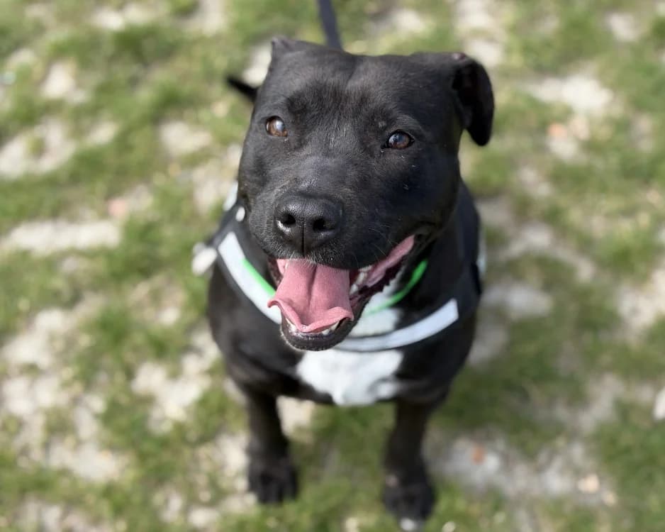 GINGER, female young mixed breed for adoption at SPA Gennevilliers (Grammont), Gennevilliers