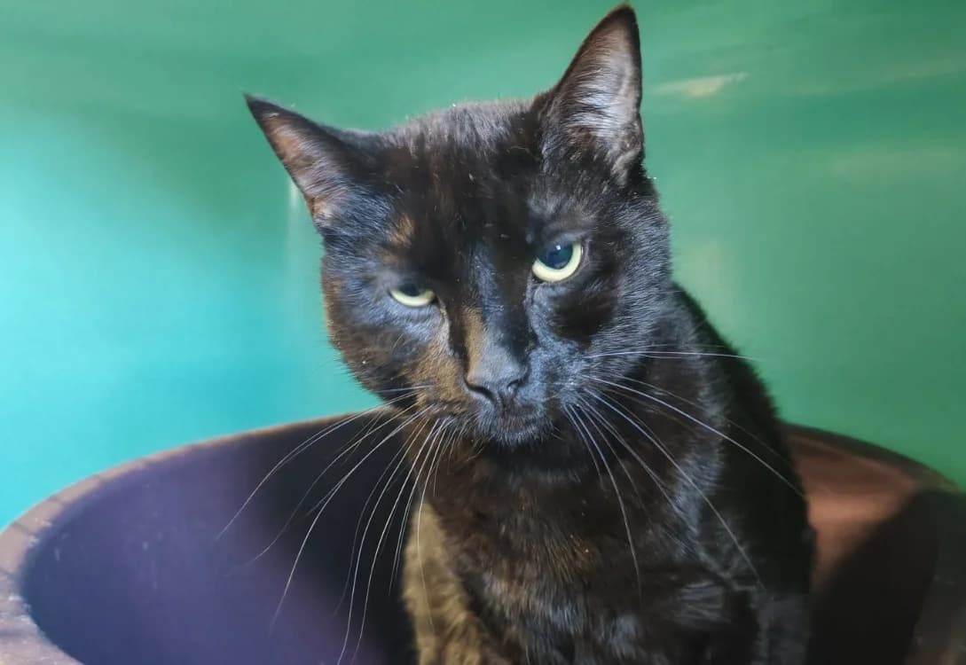 TIPOUPOUTE, male young Mixed Breed for adoption at SPA Gennevilliers (Grammont), Gennevilliers