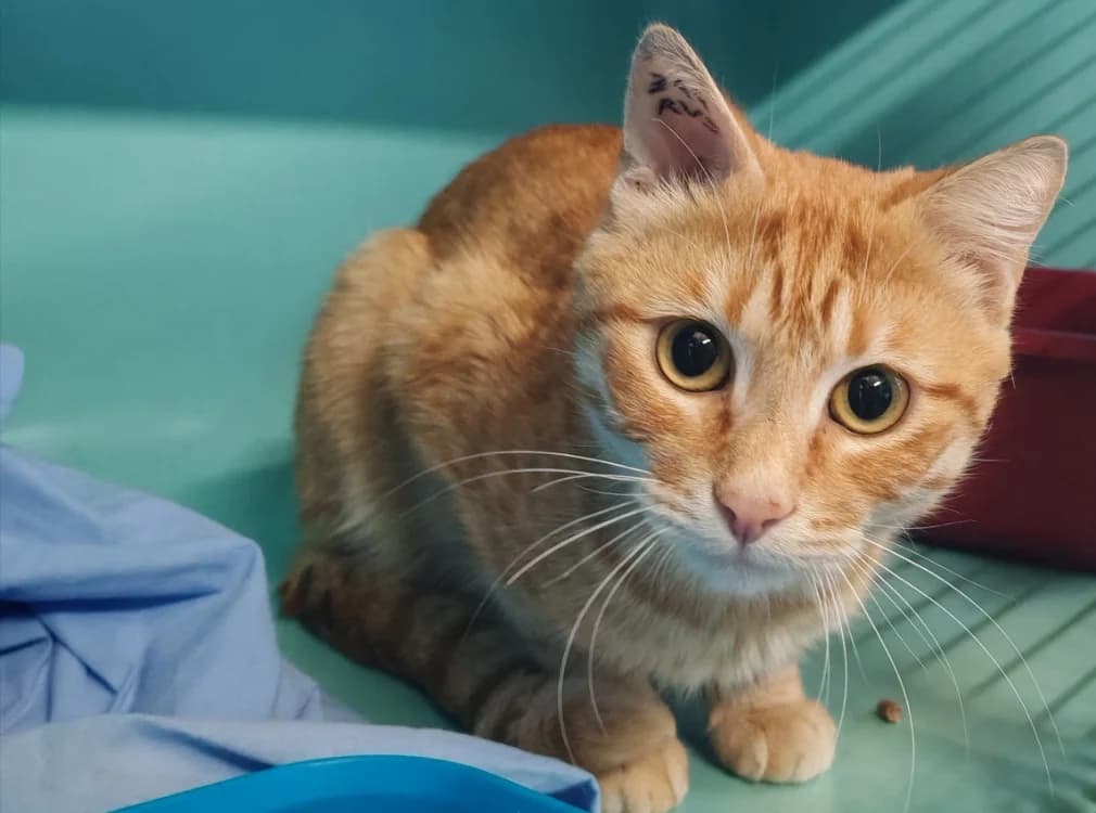 ROUX, male Mixed Breed for adoption at SPA Gennevilliers (Grammont), Gennevilliers