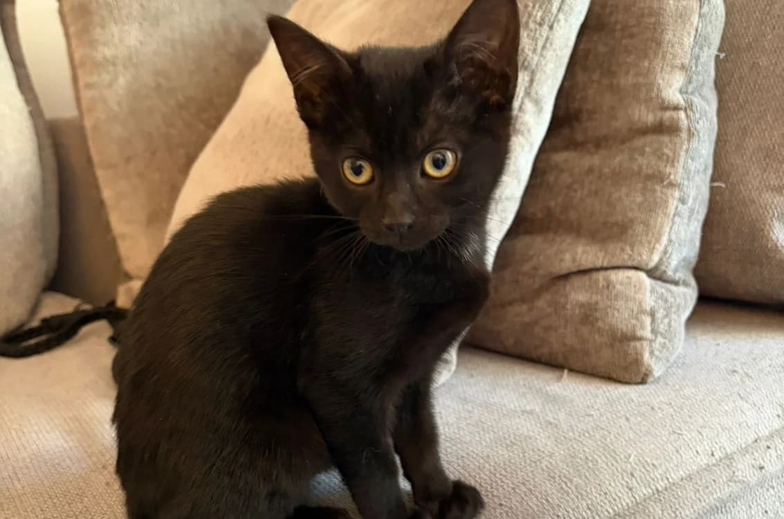RUELLE, female puppy Mixed Breed for adoption at SPA Gennevilliers (Grammont), Gennevilliers