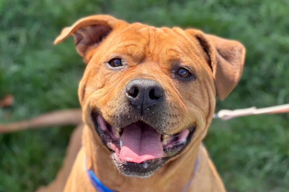 SIMBA, male 7yo mixed breed for adoption at SPA Gennevilliers (Grammont), Gennevilliers