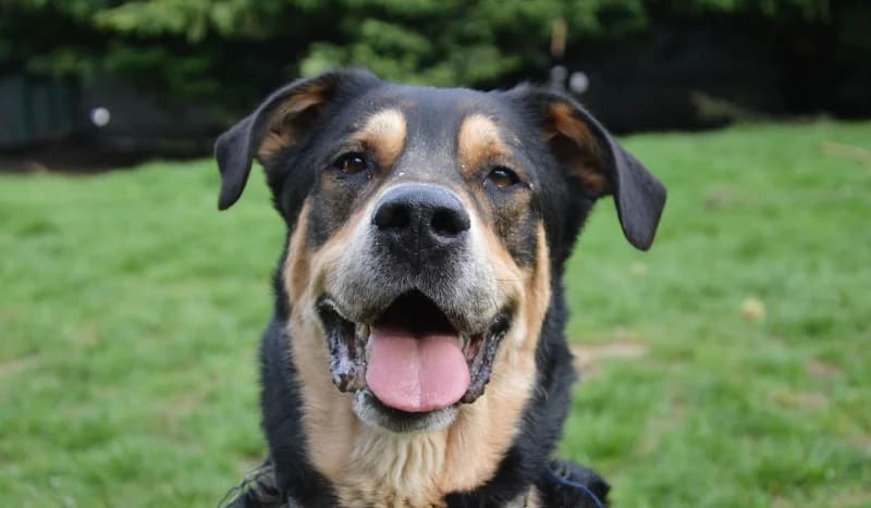 TOBBY, male senior Mixed Breed for adoption at SPA Gennevilliers (Grammont), Gennevilliers