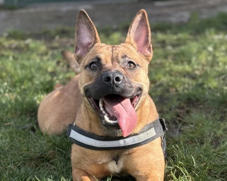 FENDIE, female mixed breed for adoption at SPA Gennevilliers (Grammont), Gennevilliers