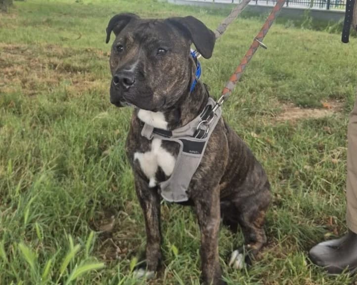 ETNO dit ALTAS, male Mixed Breed for adoption at SPA Gennevilliers (Grammont), Gennevilliers