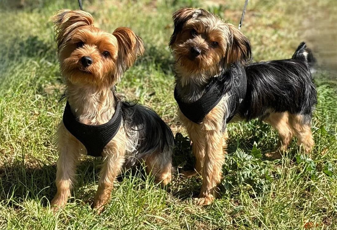 ROCCO et ROCKY, male Yorkshire Terrier for adoption at SPA Gennevilliers (Grammont), Gennevilliers