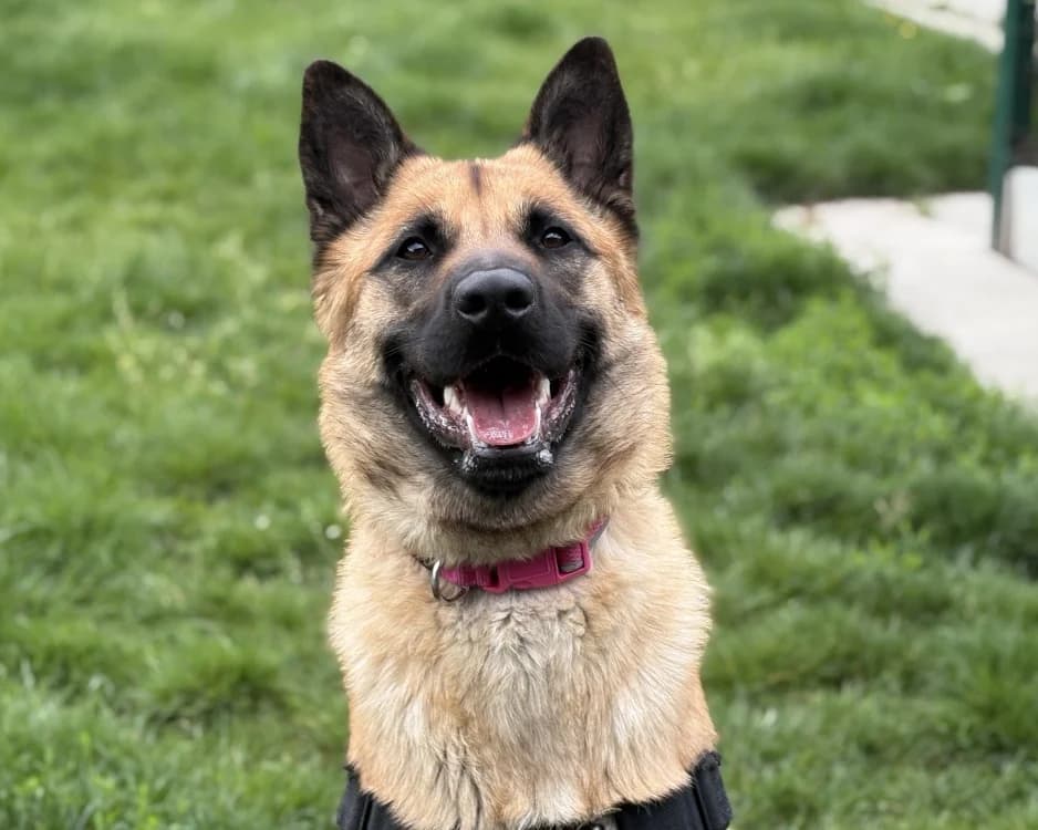 NALA, female young mixed breed for adoption at SPA Gennevilliers (Grammont), Gennevilliers