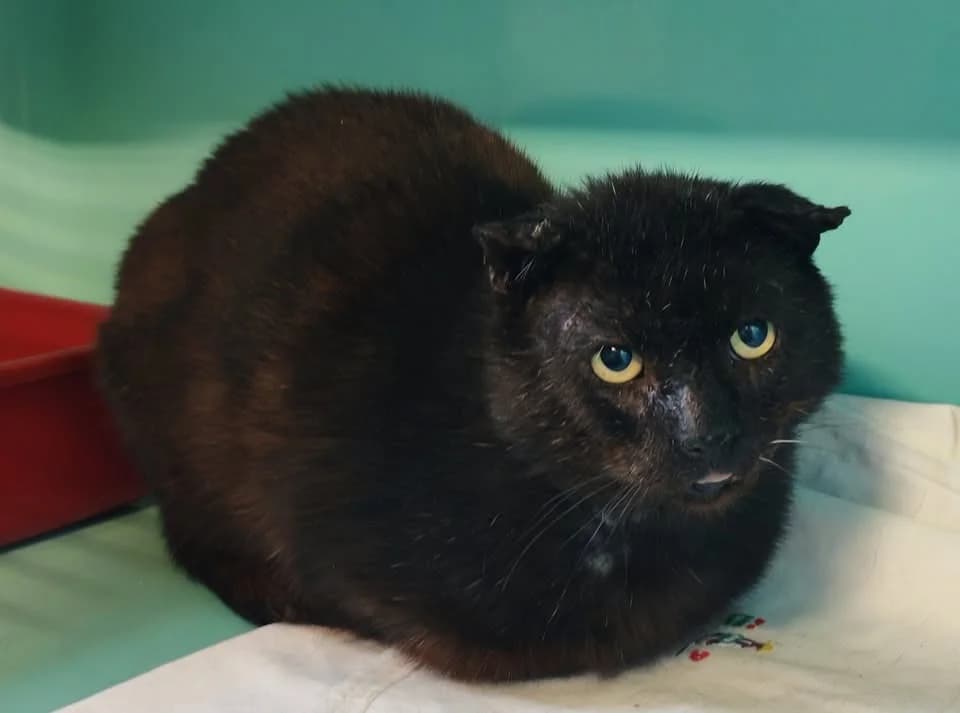 ZORRO, male senior mixed breed for adoption at SPA Gennevilliers (Grammont), Gennevilliers