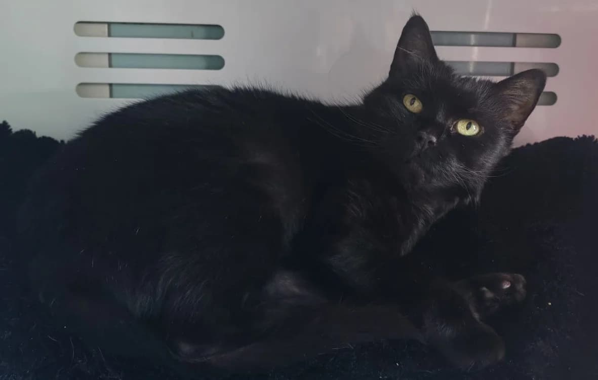IRIS, female 3yo Mixed Breed for adoption at SPA Gennevilliers (Grammont), Gennevilliers