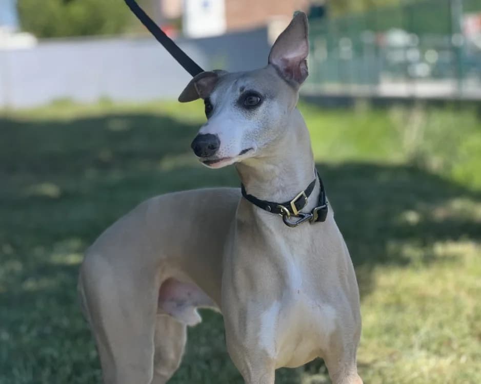 PERCY, male mixed breed for adoption at Jean Leriche), Moree
