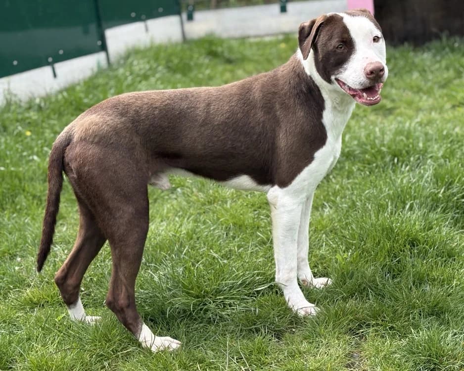 MAGNUM, male young mixed breed for adoption at SPA Gennevilliers (Grammont), Gennevilliers