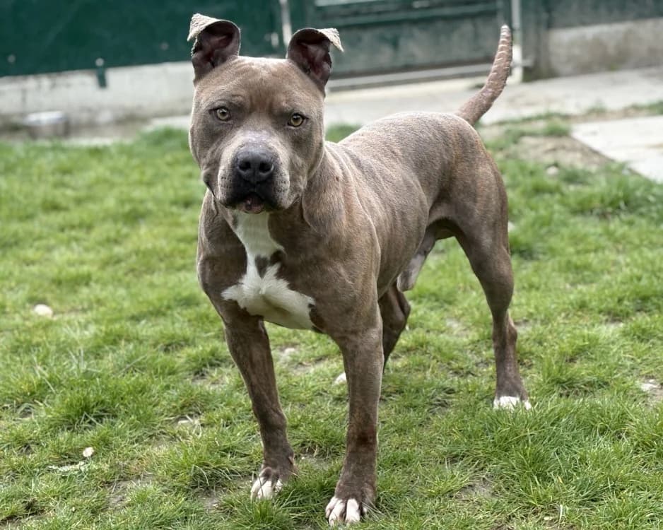 MAXII, male 5yo mixed breed for adoption at SPA Gennevilliers (Grammont), Gennevilliers