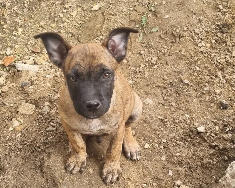 CHARLIE, male puppy mixed breed for adoption at SPA Gennevilliers (Grammont), Gennevilliers