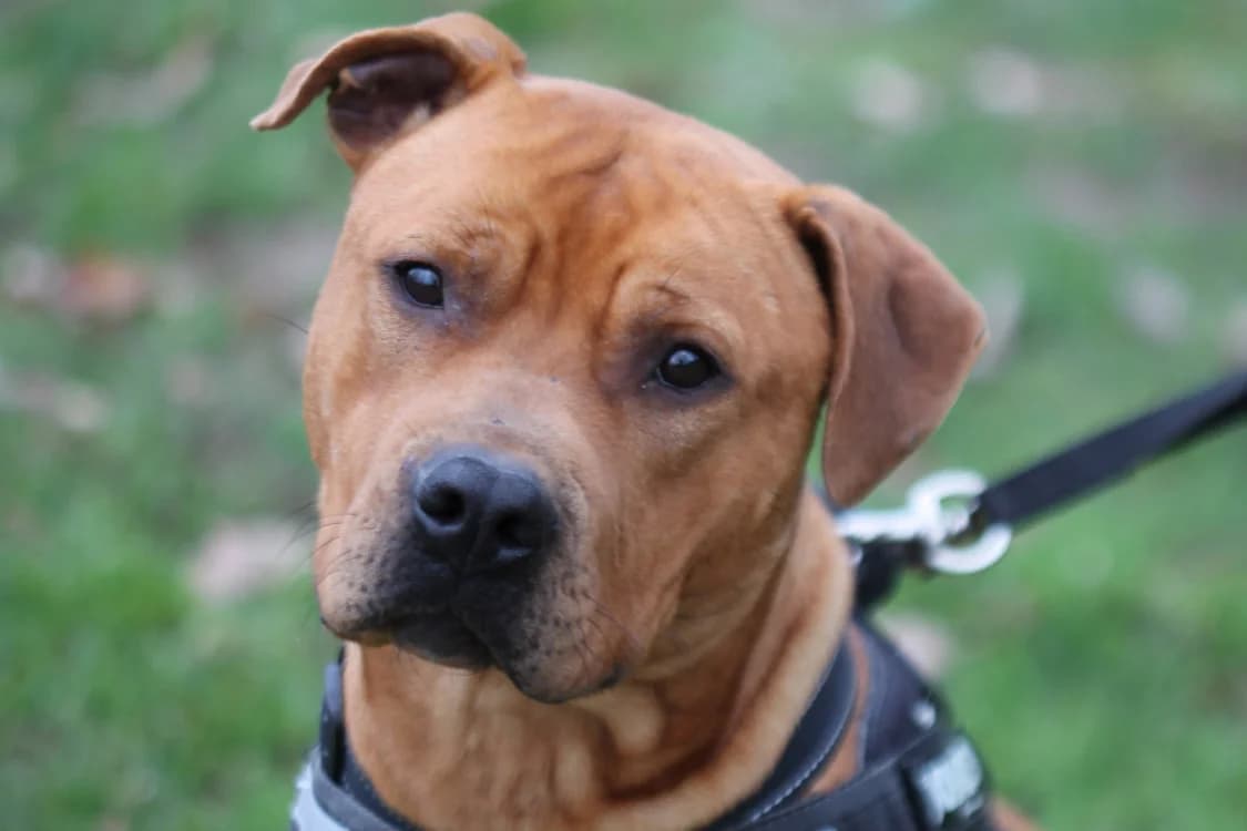AGRID, male 4yo Mixed Breed for adoption at SPA Gennevilliers (Grammont), Gennevilliers