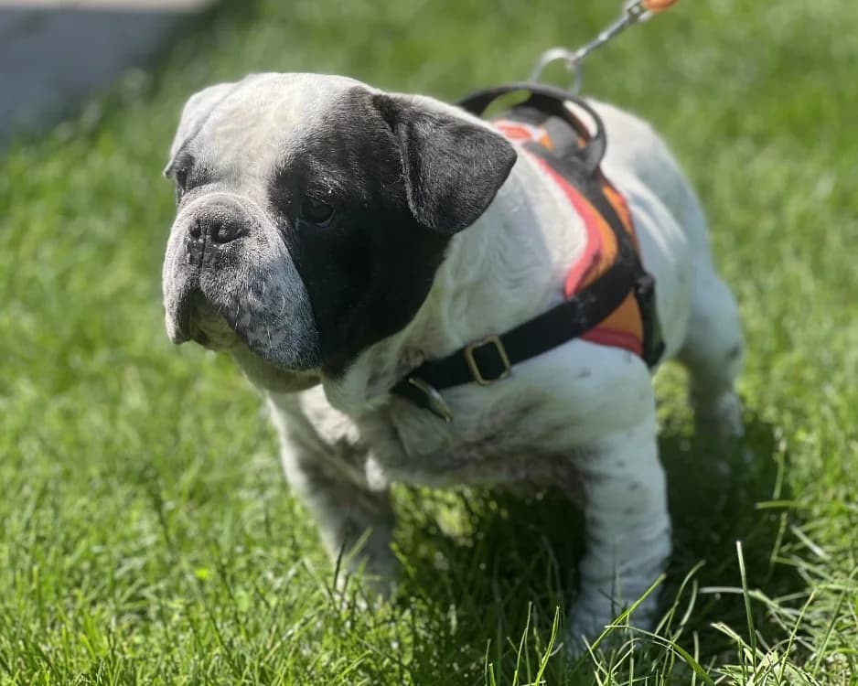 FLOKI, male 7yo French Bulldog for adoption at SPA Gennevilliers (Grammont), Gennevilliers