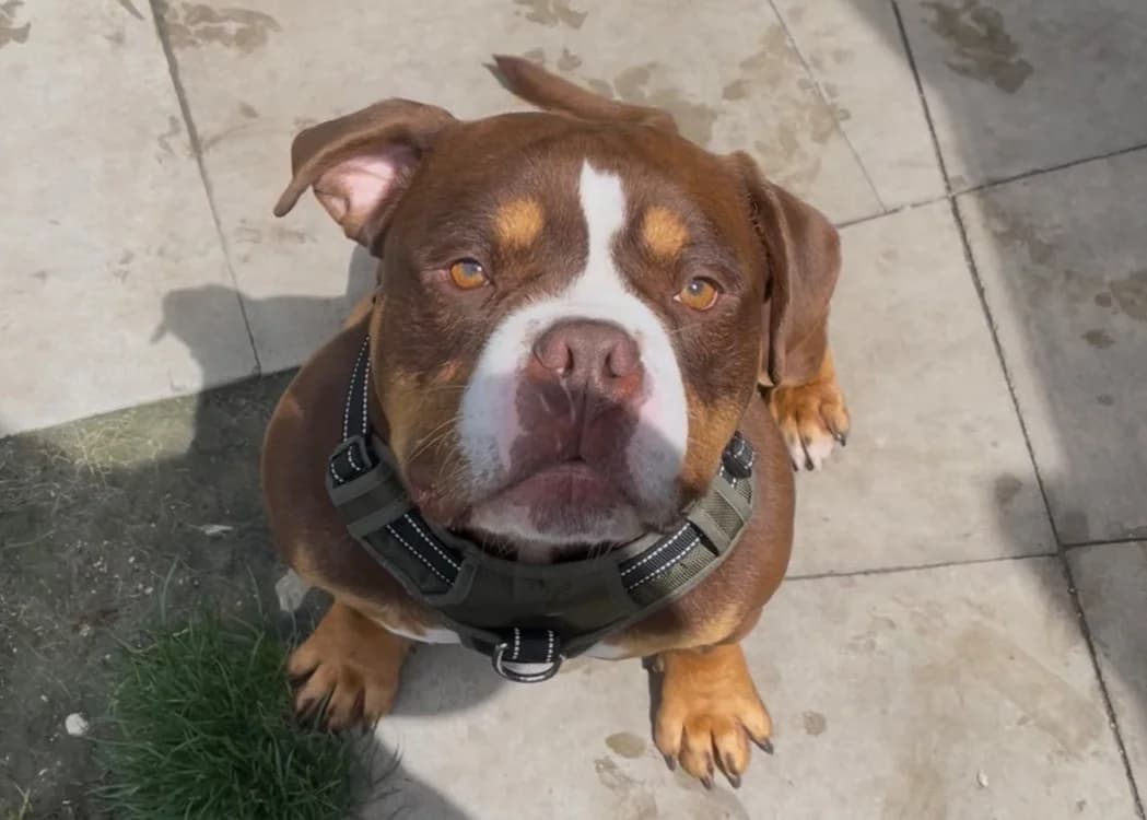 CHOCO, male young Mixed Breed for adoption at SPA Gennevilliers (Grammont), Gennevilliers