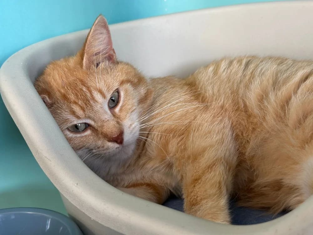 SPIROU, male 3yo Mixed Breed for adoption at SPA Gennevilliers (Grammont), Gennevilliers