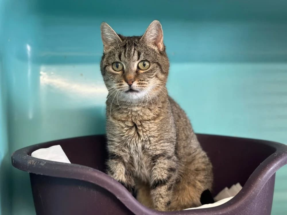 DUDUCHE, female senior mixed breed for adoption at SPA Gennevilliers (Grammont), Gennevilliers