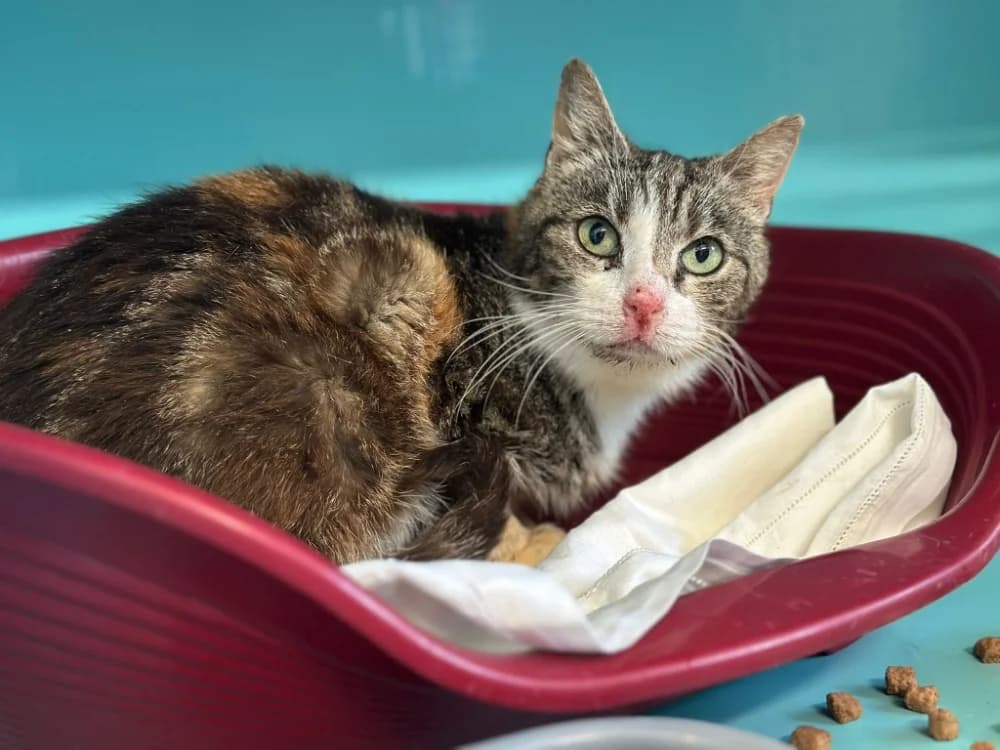 FRIMOUSSE, female senior mixed breed for adoption at SPA Gennevilliers (Grammont), Gennevilliers